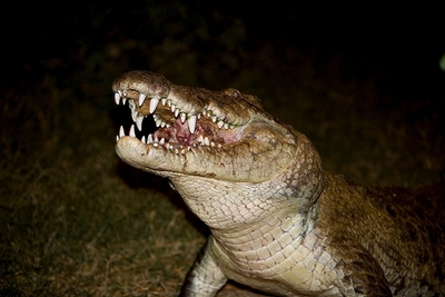 wild crocodile