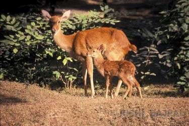 baby deer