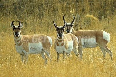 deer family