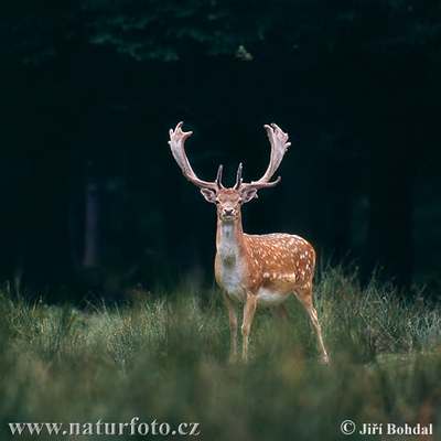 fallow deer