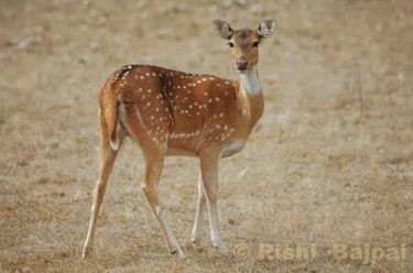 female-deer-photo.jpg