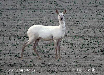 roe deer albin