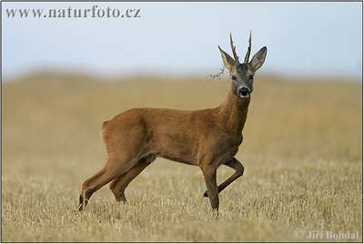 roe deer animal