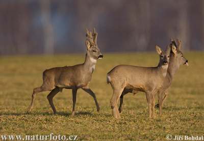 roe deer family