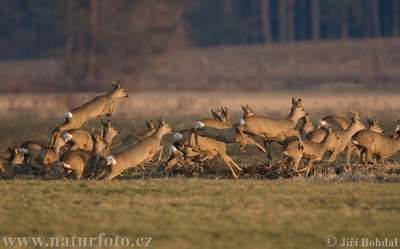 roe deer group