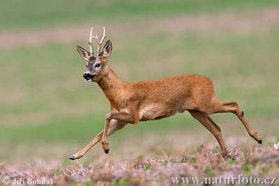 roe deer 