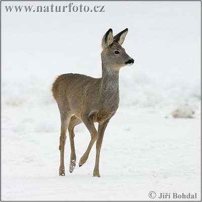 roe deer wild