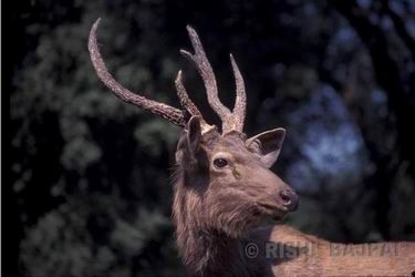 sambar deer