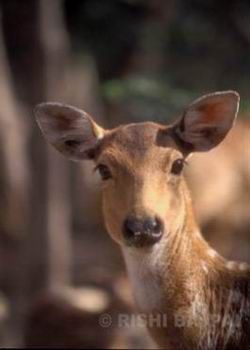 spotted deer female