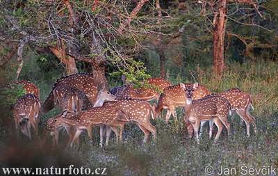 spotted deer group