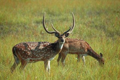 spotted deers