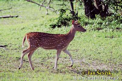 spotted deer wild