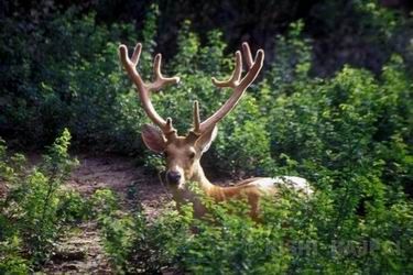 swamp deer