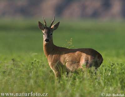 the roe deer