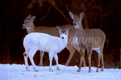 wildlife, deer