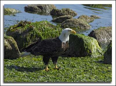 animal eagle