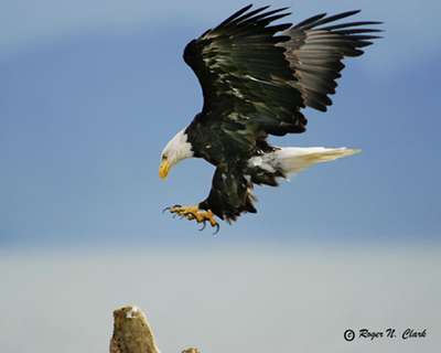 golden eagle bird. Eagle bird photo copyrighted