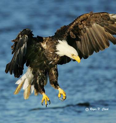 eagle flight