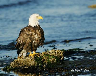 sea eagle