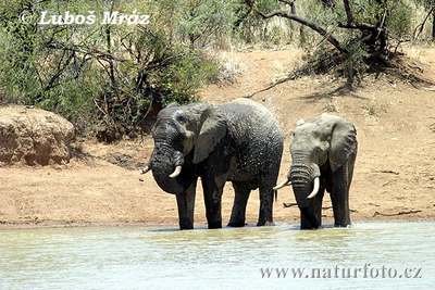 african elephant animal