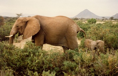 african elephant