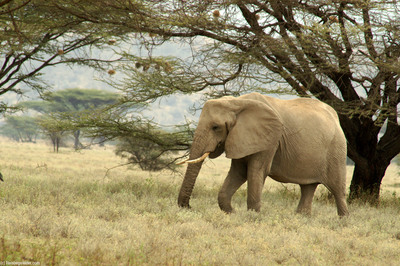 african elephant size