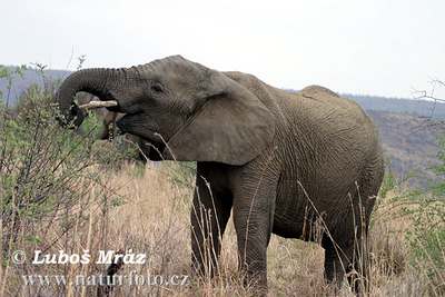 african elephant wild