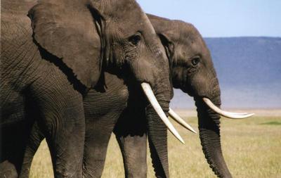 couple elephant