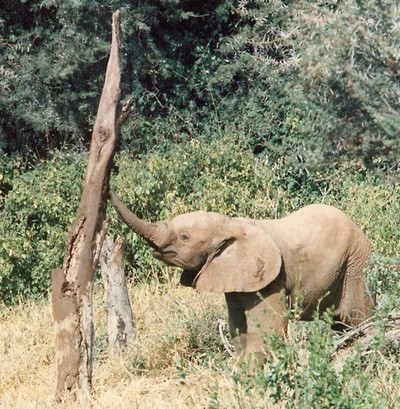 elephant's calve