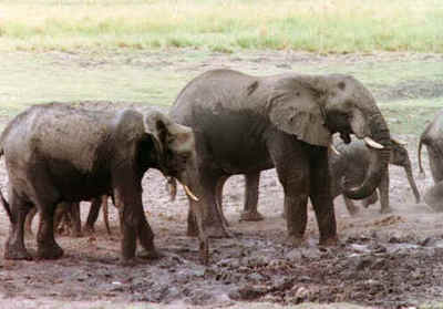 elephant's group