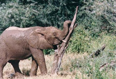 elephant kenya