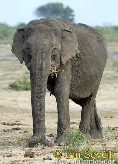 elephant maximus