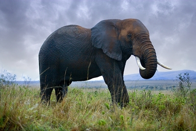 elephant savana