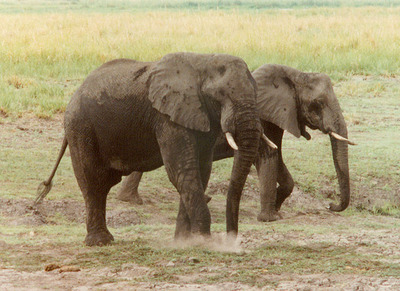 elephant wild