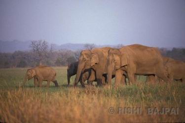 elephant's group