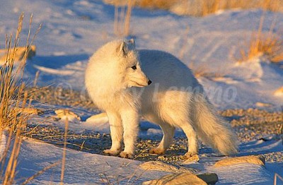 artic fox