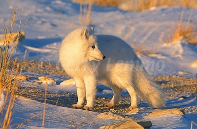 artic fox