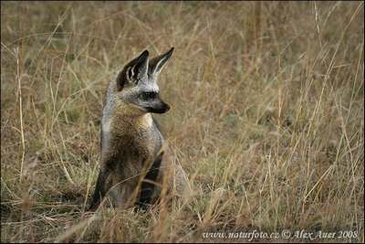 bat eared fox animal