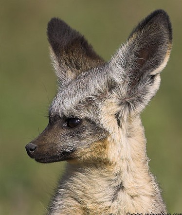 bat eared fox