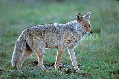 coyote