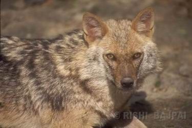 desert fox