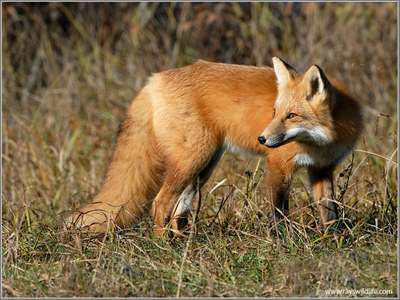 fennec red fox