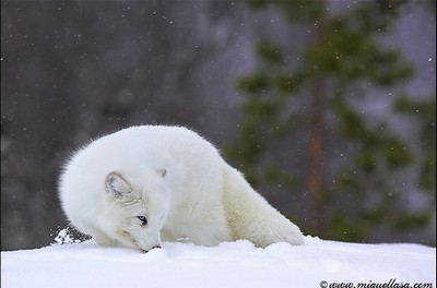 hunt arctic fox