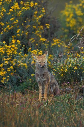 red fox male