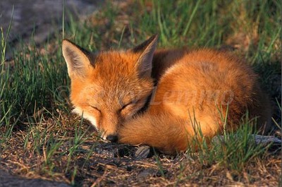 red fox