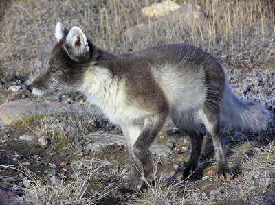 silver fox