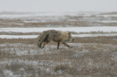 the arctic fox