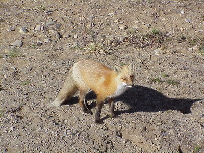 the red fox