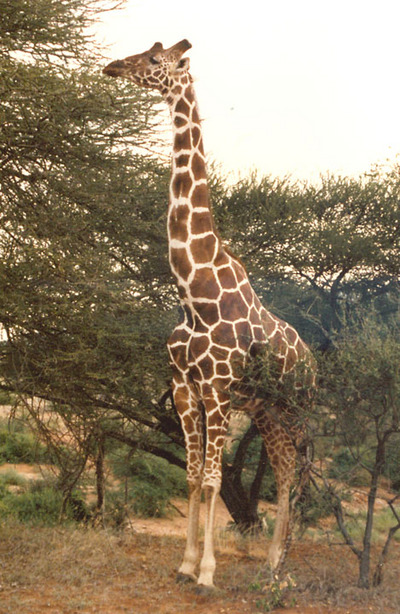 african giraffe