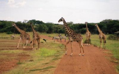 giraffe in african forest